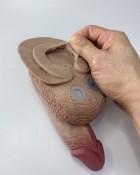 Inflatable PeeCock 7inch